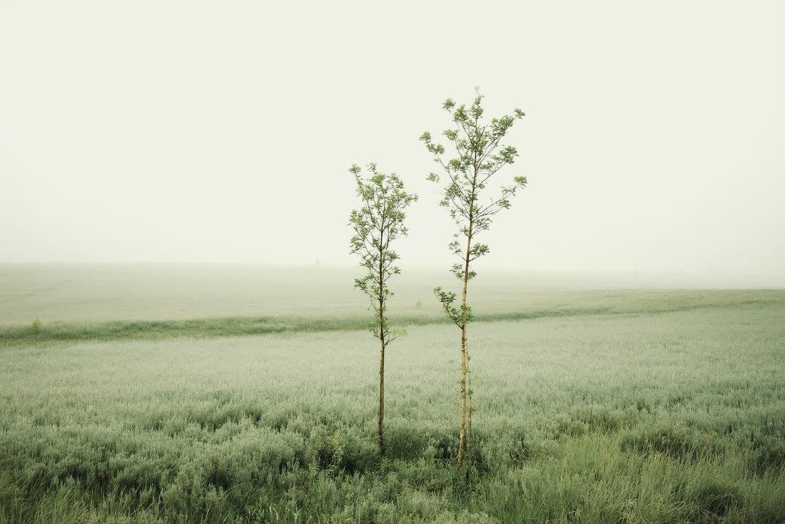 A quiet clearing in a meadow with two slender young trees standing a little apart