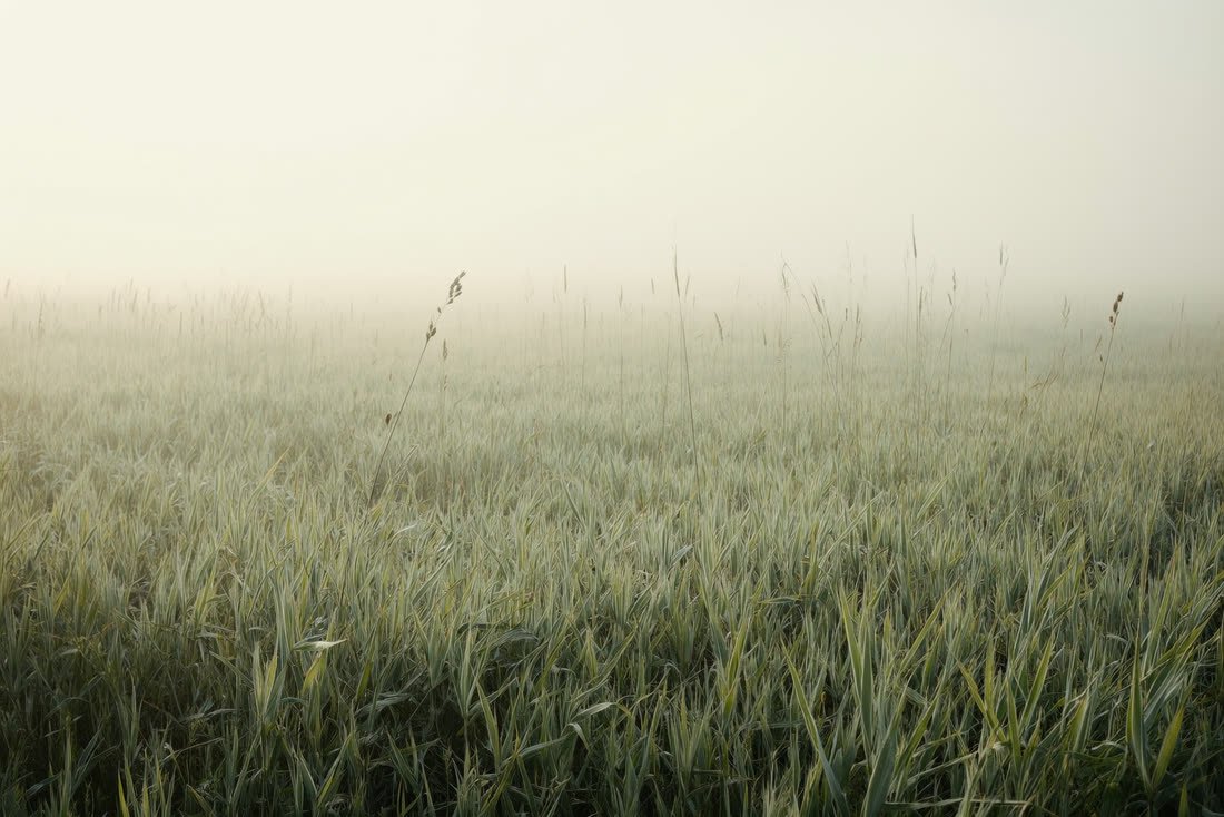 Meadow grasses and seed heads in soft morning light